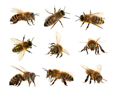 Arı veya bal arısı Latin Apis Mellifera, Avrupa ya da Batı bal arıları altın arıları, beyaz arka plan izole içinde grubu