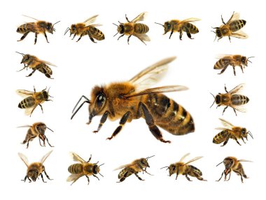 Arı veya bal arısı Latin Apis Mellifera, Avrupa ya da Batı bal arıları altın arıları, beyaz arka plan izole içinde grubu