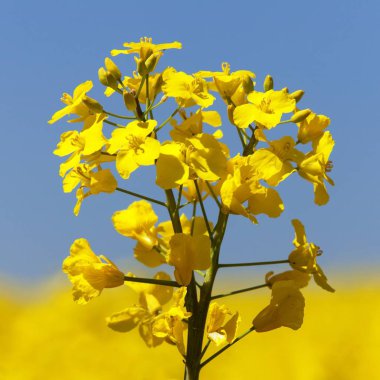 Ayrıntı alanının çiçekli kolza tohumu kanola veya kolza Latince Brassica Napus, bitki yeşil enerji ve petrol endüstrisi için kolza tohumu mavi gökyüzü arka plan üzerinde