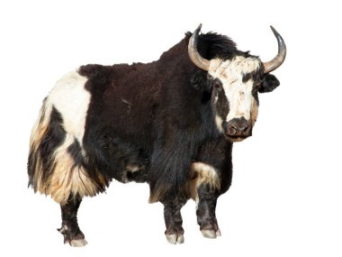 Siyah ve beyaz yak (Bos grunniens veya Bos mutus) beyaz zemin üzerine izole Yaks vardır Nepal ve Tibet çiftlik ve karavan hayvan