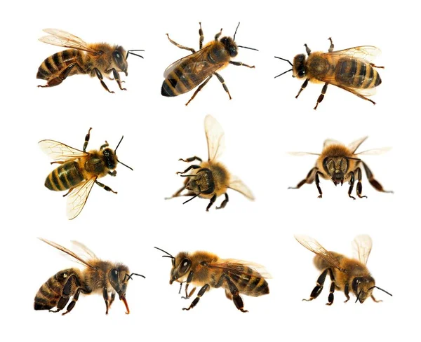 Grupę Bee Lub Pszczół Miodnych Łacińskiej Apis Mellifera Europejskiego Lub — Zdjęcie stockowe