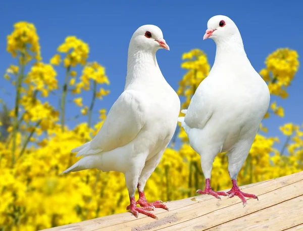 Bela Vista Dois Pombos Brancos Poleiro Com Fundo Colza Florido — Fotografia de Stock