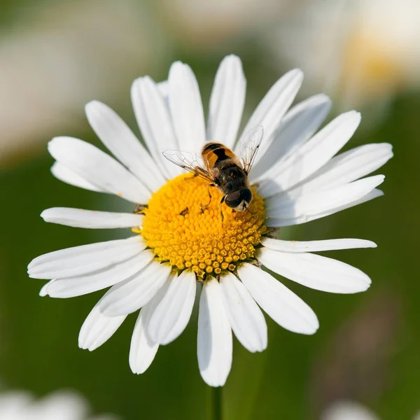 一般的なデイジーの白い花に飛ぶ座っての詳細 — ストック写真