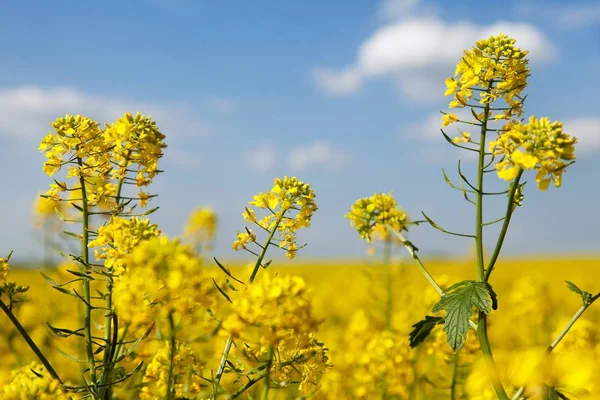 Подробности Цветения Рапсового Канолы Поля Кольцы Латинском Латыни Brassica Napus — стоковое фото