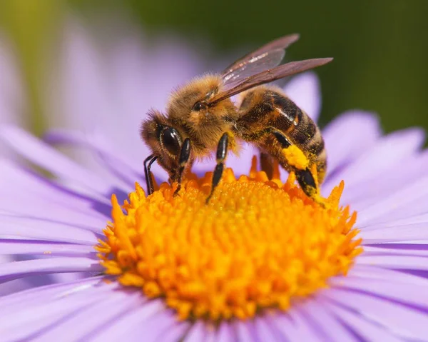 Detalle Abeja Abeja Latín Apis Mellifera Abeja Europea Occidental Miel — Foto de Stock