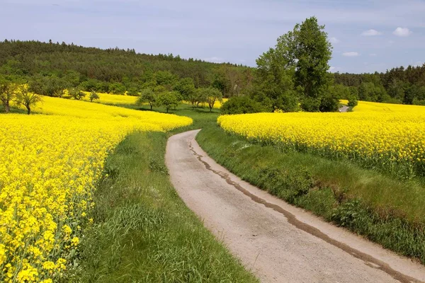 Campo Colza Canola Colza Latão Brassica Napus Com Estrada Rural — Fotografia de Stock