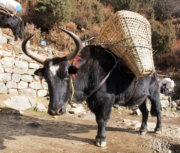 Yak Nero Bos Grunniens Bos Mutus Sulla Strada Campo Base — Foto Stock