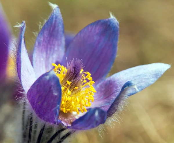 View Beautiful Blue Flower Pasqueflower Meadow — Stock Photo, Image