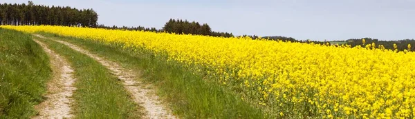 Field Rapeseed Canola Colza Latin Brassica Napus Rape Seed Plant — Stock Photo, Image