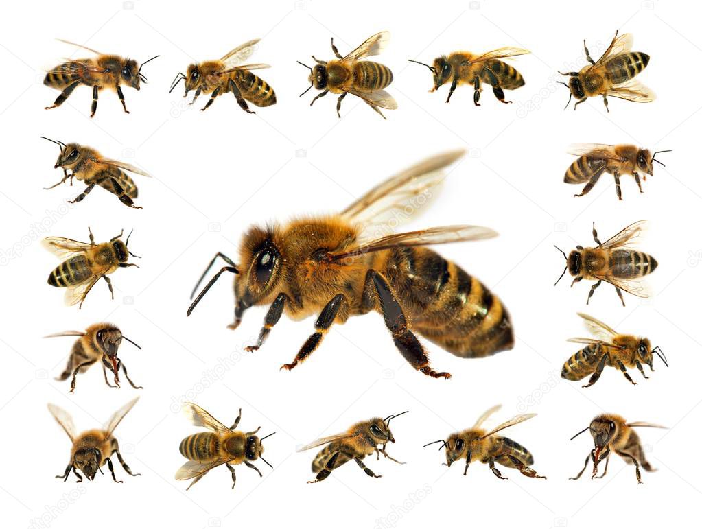 group of bee or honeybee in Latin Apis Mellifera, european or western honey bees isolated on the white background, golden honeybees
