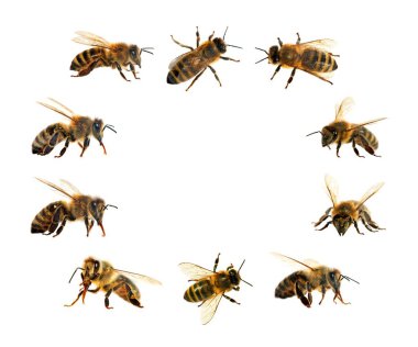 Arı veya bal arısı Latin Apis Mellifera, Avrupa ya da Batı bal arıları altın arıları, beyaz arka plan izole içinde grubu