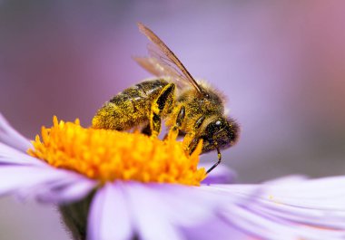 ayrıntı arı veya içinde Latin Apis Mellifera, sarı mor ya da mavi çiçek oturan Avrupa veya Batı bal arısı bal arısı