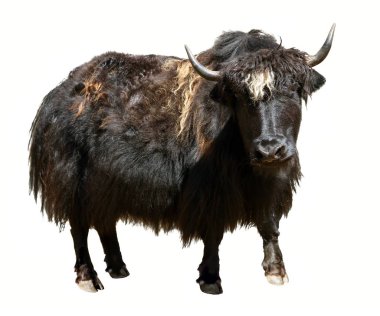 Siyah yak beyaz arka plan üzerinde izole (Bos grunniens veya Bos mutus). Çiftlik hayvandır Nepal ve Tibet Tibet sığırı 