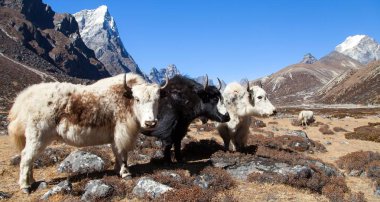 Üç yaks, bos grunniens veya Everest Ana kampı, Nepal Himalayalar dağlar giderken bos mutus grubu