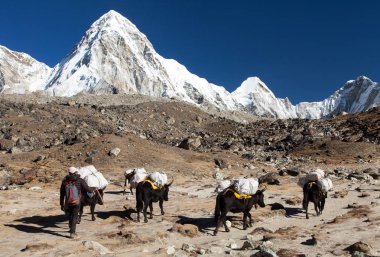 Everest Ana kampı ve mount Pumo ri - Nepal Himalayalar dağlar giderken yaks kervanı