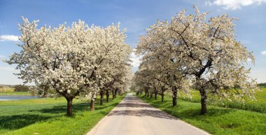 yol ve çiçekli kiraz ağaçları güzel gökyüzü ile sokak