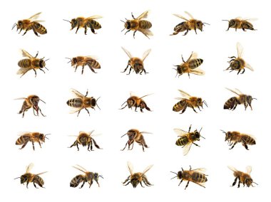 Arı veya bal arısı Latin Apis Mellifera, Avrupa ya da Batı bal arıları altın arıları, beyaz arka plan izole içinde grubu