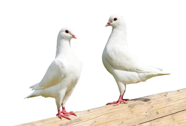 Zwei Weiße Tauben Kaisertaube Dukula Isoliert Auf Weißem Hintergrund — Stockfoto