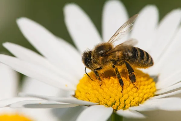 Ayrıntı Arı Veya Içinde Latin Apis Mellifera Ortak Papatya Beyaz — Stok fotoğraf