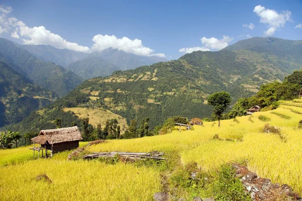 Χρυσή Ορυζώνες Αναποφλοίωτο Τομέα Στα Ιμαλάια Του Νεπάλ Βουνά Τοπίο — Φωτογραφία Αρχείου