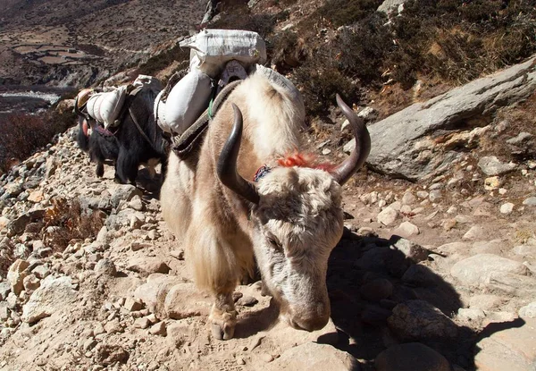 Carovana Yak Bos Grunniens Bos Mutus Sulla Strada Campo Base — Foto Stock