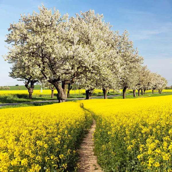 Rapeseed Canola Colza Field Parhway Alley Flowering Cherry Trees Brassica — Stock Photo, Image