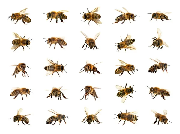 Gruppo Api Api Latino Apis Mellifera Api Mellifere Europee Occidentali — Foto Stock