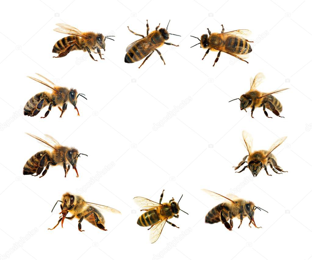 group of bee or honeybee in Latin Apis Mellifera, european or western honey bees isolated on the white background, golden honeybees