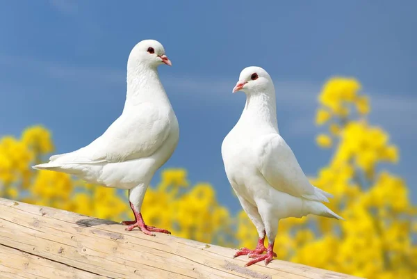 Bella Vista Due Piccioni Bianchi Persico Con Sfondo Giallo Colza — Foto Stock