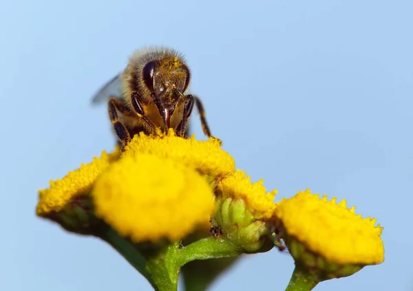 Detalj Bee Eller Honungsbinas Latin Apis Mellifera Europeiska Eller Västra — Stockfoto