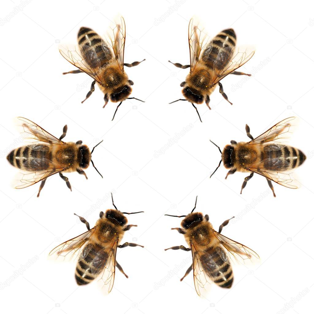 group of bee or honeybee in Latin Apis Mellifera, european or western honey bees isolated on the white background, golden honeybees