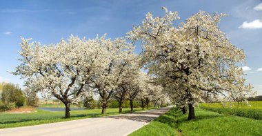 yol ve çiçekli kiraz ağaçları güzel gökyüzü ile sokak