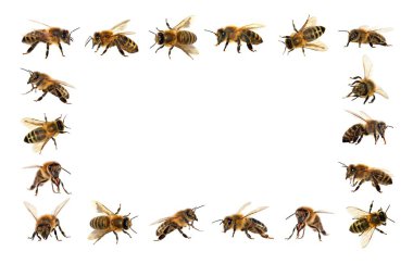 Arı veya bal arısı Latin Apis Mellifera, Avrupa ya da Batı bal arıları altın arıları, beyaz arka plan izole içinde grubu