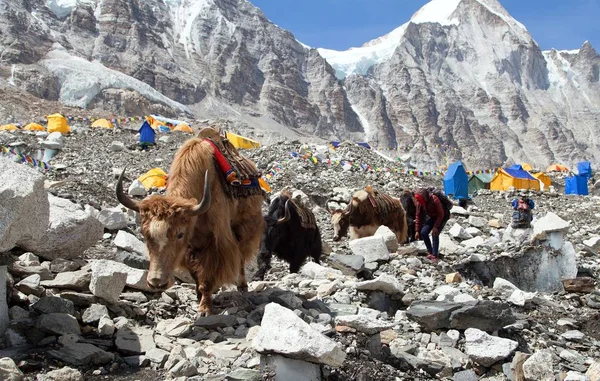 Karawane Von Yaks Ewigsten Basislager Nepal Himalaya Gebirge — Stockfoto