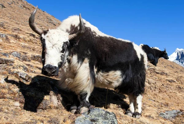 Black White Yak Bos Grunniens Bos Mutus Way Everest Base — Stock Photo, Image