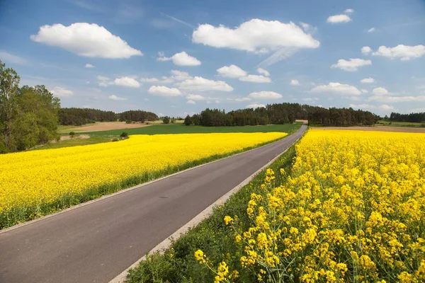 Panoramic View Rapeseed Field Canola Colza Latin Brassica Napus Plant — Stock Photo, Image