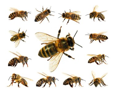 Arı veya bal arısı Latin Apis Mellifera, Avrupa ya da Batı bal arıları altın arıları, beyaz arka plan izole içinde grubu