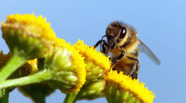 ayrıntı arı veya içinde Latin Apis Mellifera, mavi gökyüzü arka plan üzerinde izole sarı çiçek Tozlanan Avrupa veya Batı bal arısı bal arısı