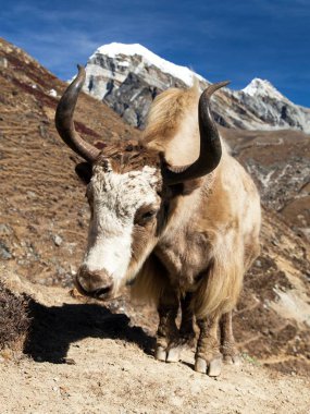 Yak Everest giderken ana kampta (Bos grunniens veya Bos mutus) - Nepal Himalayalar dağlar