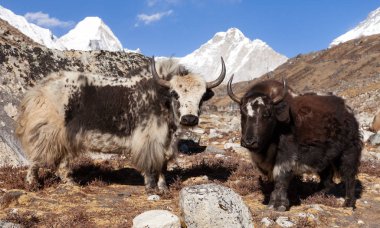 iki yaks, bos grunniens veya Everest Ana kampı, Nepal Himalayalar dağlar giderken bos mutus grubu