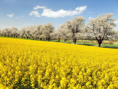 rapeseed canola or colza field and alley of flowering cherry trees with beautiful sky Brassica Napus rape seed is plant for green energy and oil industry - spring time view clipart