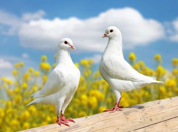 Beautiful View Two White Pigeons Perch Yellow Flowering Rapeseed Background — Stock Photo, Image