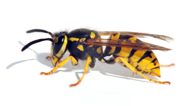Wasp Isolateed Vit Bakgrund Latin Vespula — Stockfoto
