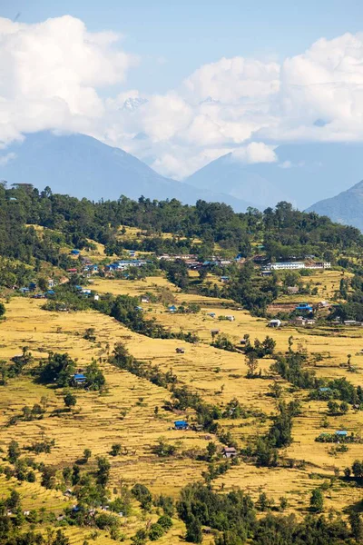 Riso Terrazze Oro Risaia Nepal Himalaya Montagne Bellissimo Paesaggio Himalayano — Foto Stock
