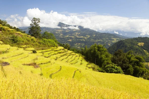 Golden Terraced Rice Paddy Field Nepal Himalayas Mountains Beautiful Himalayan — Stock Photo, Image