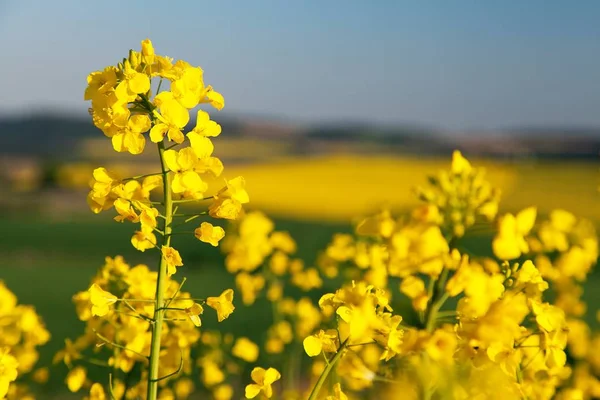 Подробности Цветения Рапсового Канолы Поля Кольцы Латинском Латыни Brassica Napus — стоковое фото