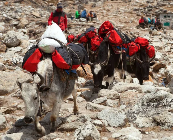 Carovana Yak Con Borse Sulla Strada Campo Base Dell Everest — Foto Stock