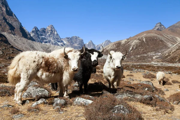 Grupo Tres Yaks Bos Grunniens Bos Mutus Camino Campamento Base — Foto de Stock