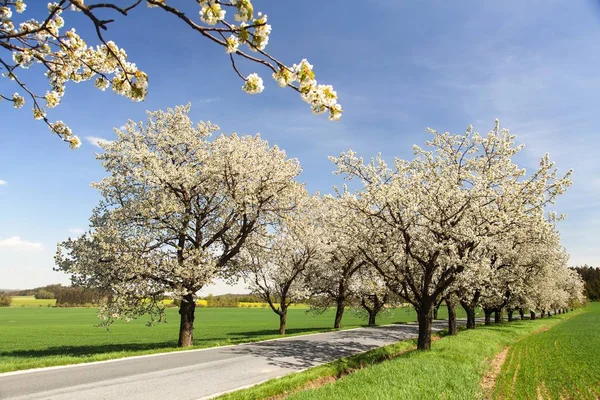 Alley Cherry Trees White Flowering Beautiful View — Stock Photo, Image