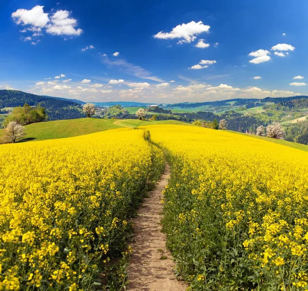 Field Rapeseed Canola Colza Latin Brassica Napus Path Way Beautiful — Stock Photo, Image